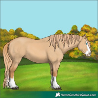 Horse Color:Red Dun Splash 