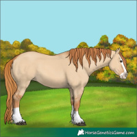 Horse Color:Red Dun Splash 