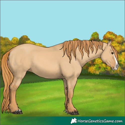 Horse Color:Red Dun Splash 