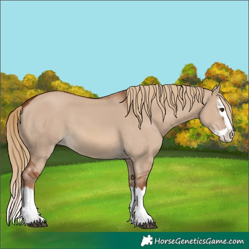 Horse Color:Red Dun Splash 