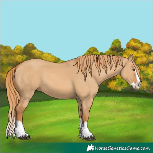 Horse Color:Red Dun Splash 