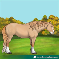Horse Color:Red Dun Splash
