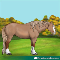 Horse Color:Red Dun Splash 
