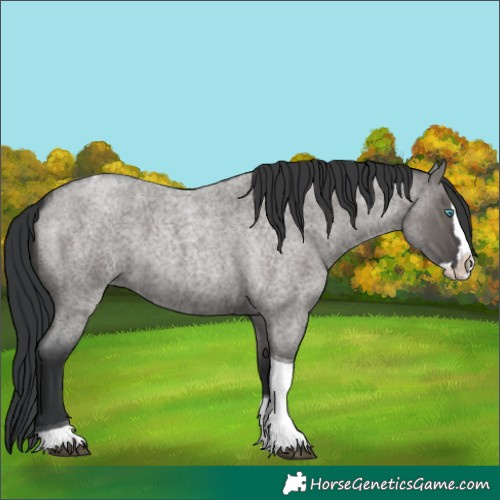 Horse Color:Grullo Roan Splash Tobiano 