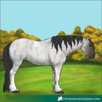 Horse Color:Grullo Roan Tobiano