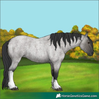 Horse Color:Grullo Roan Tobiano