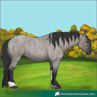 Horse Color:Grullo Roan Tobiano