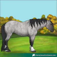 Horse Color:Grullo Roan Tobiano