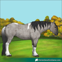 Horse Color:Grullo Roan Tobiano 