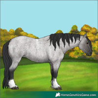 Horse Color:Grullo Roan Tobiano