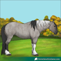 Horse Color:Grullo Roan Tobiano
