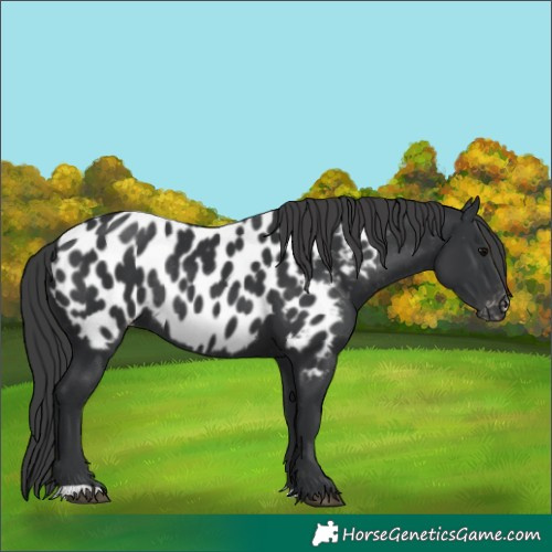 Horse Color:Black Appaloosa Rabicano 