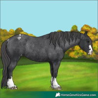 Horse Color:Black Appaloosa Rabicano
