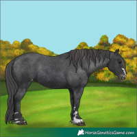Horse Color:Black Appaloosa Rabicano 