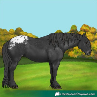 Horse Color:Black Appaloosa Rabicano 