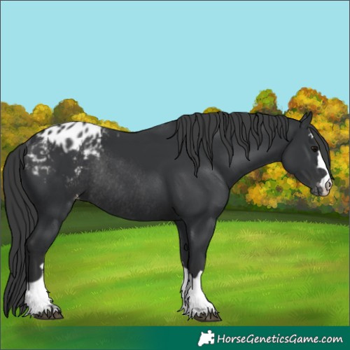 Horse Color:Black Blanket Rabicano