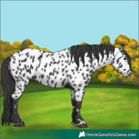 Horse Color:Black Appaloosa Rabicano 