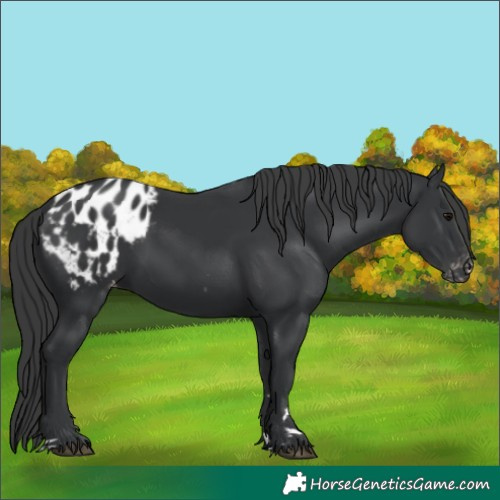 Horse Color:Black Appaloosa Rabicano