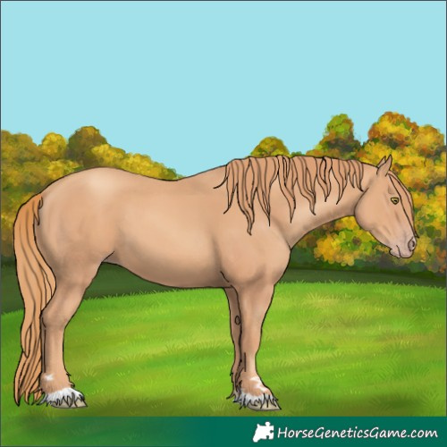 Horse Color:Gold Champagne 