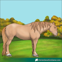 Horse Color:Gold Champagne 