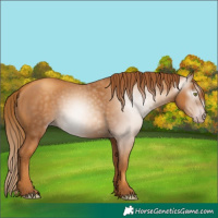 Horse Color:Gray Gold Champagne 