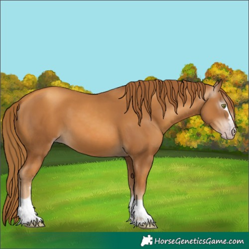 Horse Color:Gray Gold Champagne