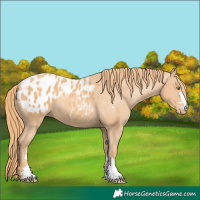 Horse Color:Gold Champagne Appaloosa 