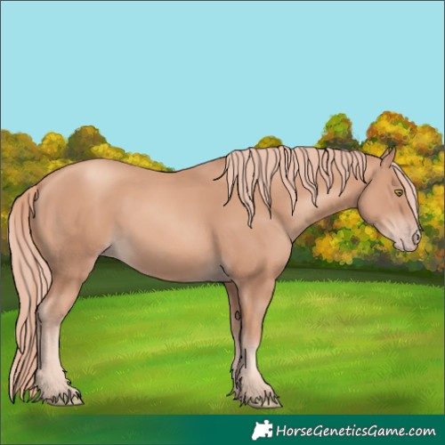 Horse Color:Gold Champagne 