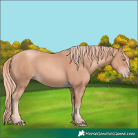 Horse Color:Gold Champagne 