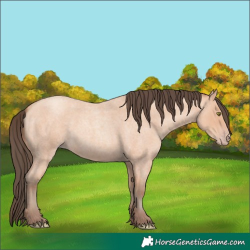 Horse Color:Amber Champagne Roan 
