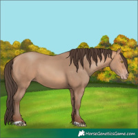 Horse Color:Amber Champagne
