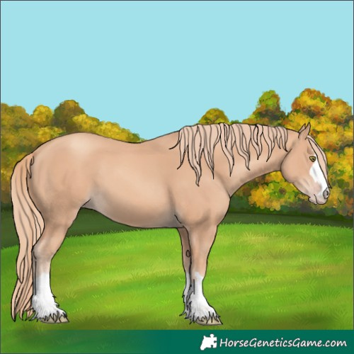 Horse Color:Gold Champagne 
