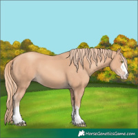 Horse Color:Gold Champagne