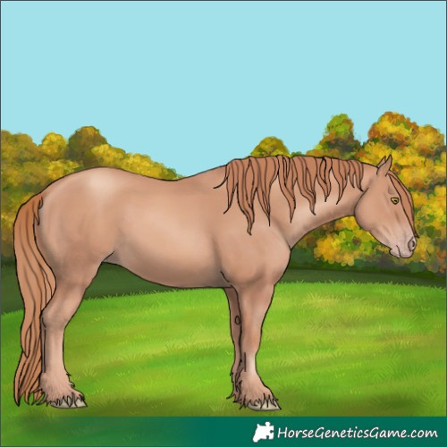 Horse Color:Gold Champagne