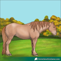 Horse Color:Gold Champagne