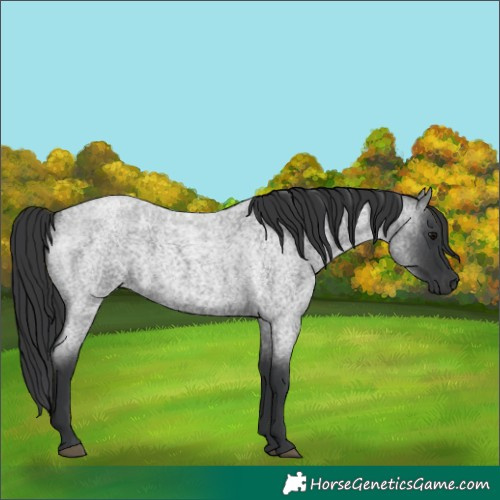 Horse Color:Blue Roan