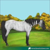 Horse Color:Blue Roan