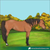 Horse Color:Bay 