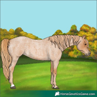 Horse Color:Red Roan 