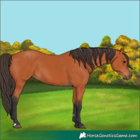 Horse Color:Bay 