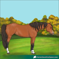 Horse Color:Bay 