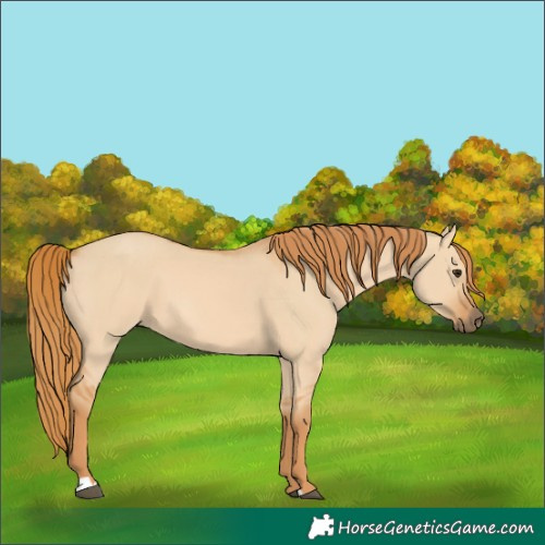 Horse Color:Red Dun 