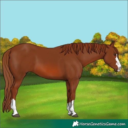 Horse Color:Chestnut 