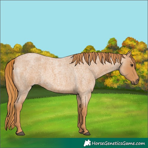 Horse Color:Red Roan 