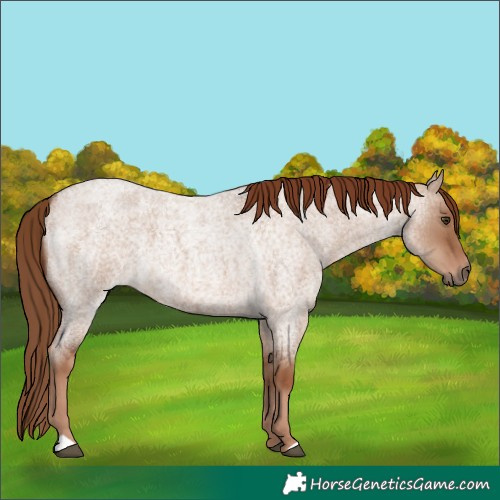 Horse Color:Red Dun Roan 