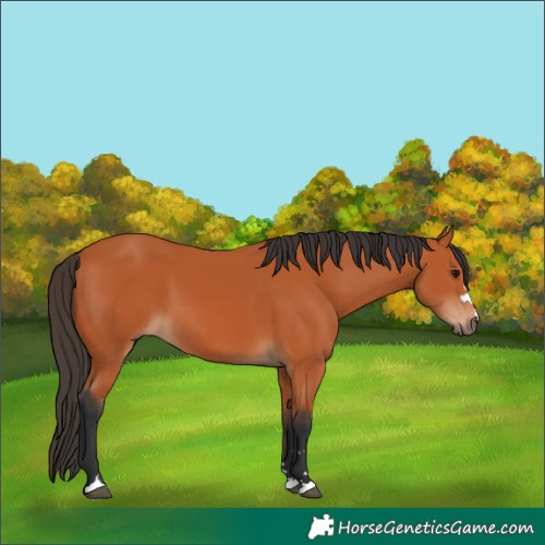 Horse Color:Bay 