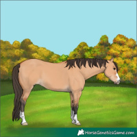 Horse Color:Bay Dun