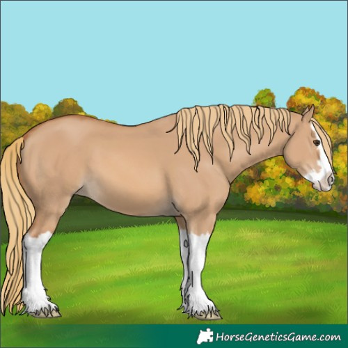 Horse Color:Red Dun Splash 