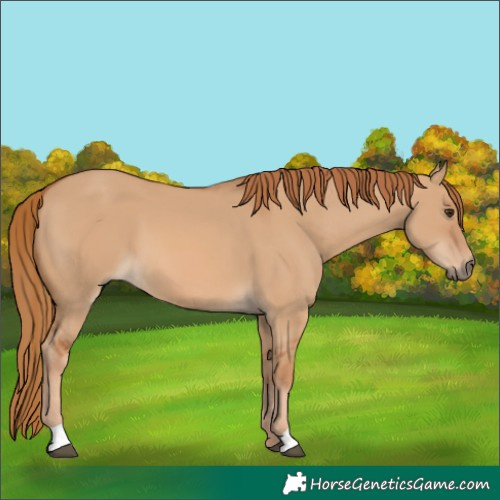 Horse Color:Red Dun 