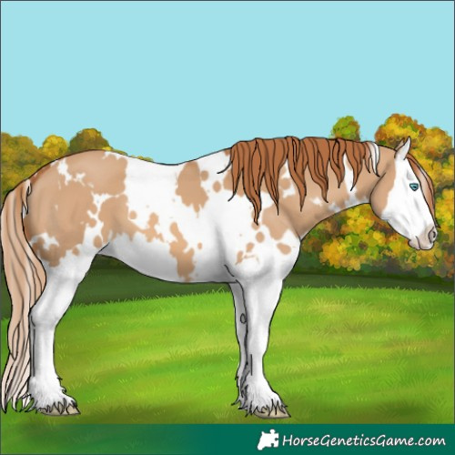 Horse Color:White Spotted Red Dun Splash 